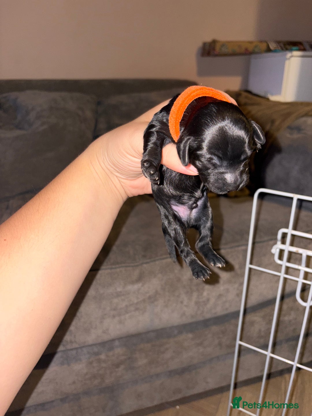 Mixed Breed dogs for sale: Gorgeous sprockerpoo puppies 🐶 - Image 4