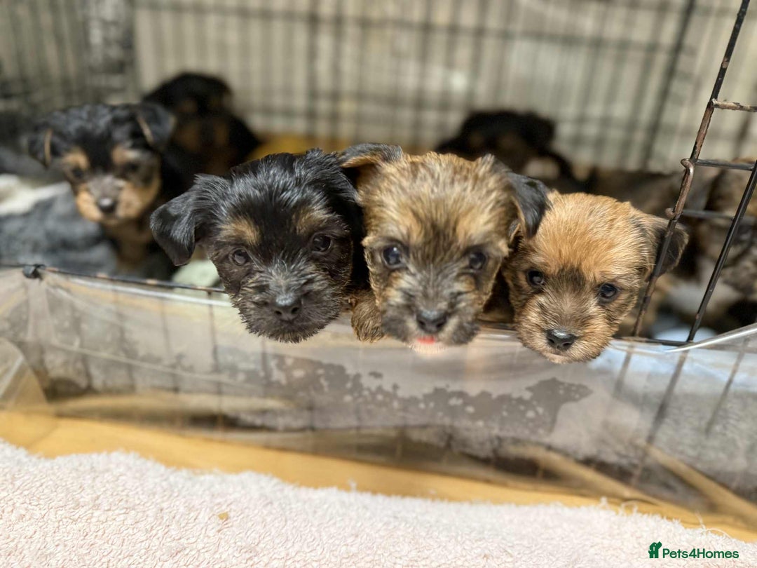 Yorkshire Terrier dogs for sale: Yorkshire Terrier  - Advert 1