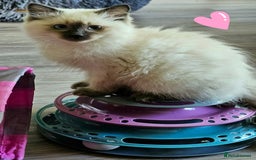 Ragdoll cats for sale: Blue Point Ragdoll Kittens for sale   - Image 14