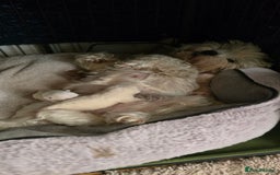 West Highland Terrier dogs for sale: Westie kc pups - Image 6