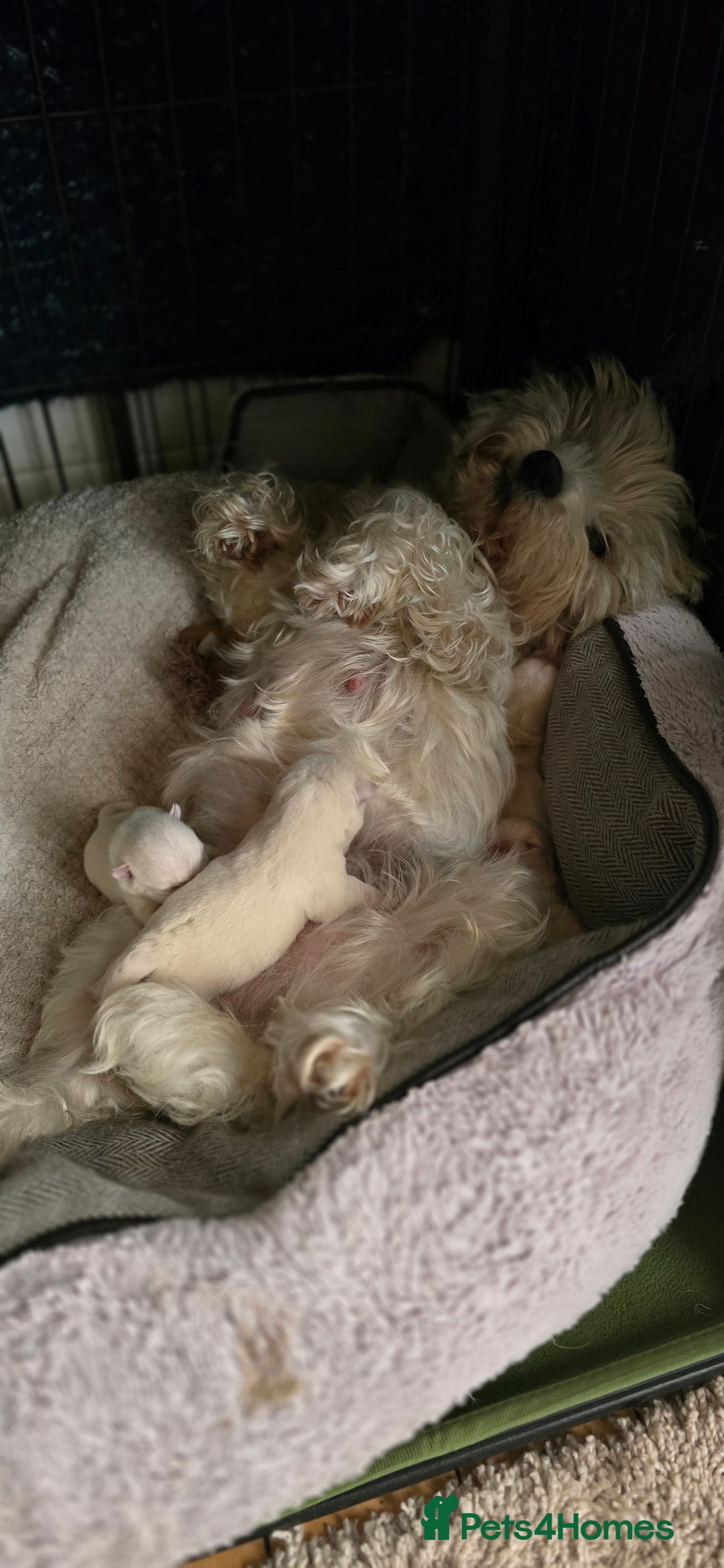 West Highland Terrier dogs for sale: Westie kc pups - Image 6