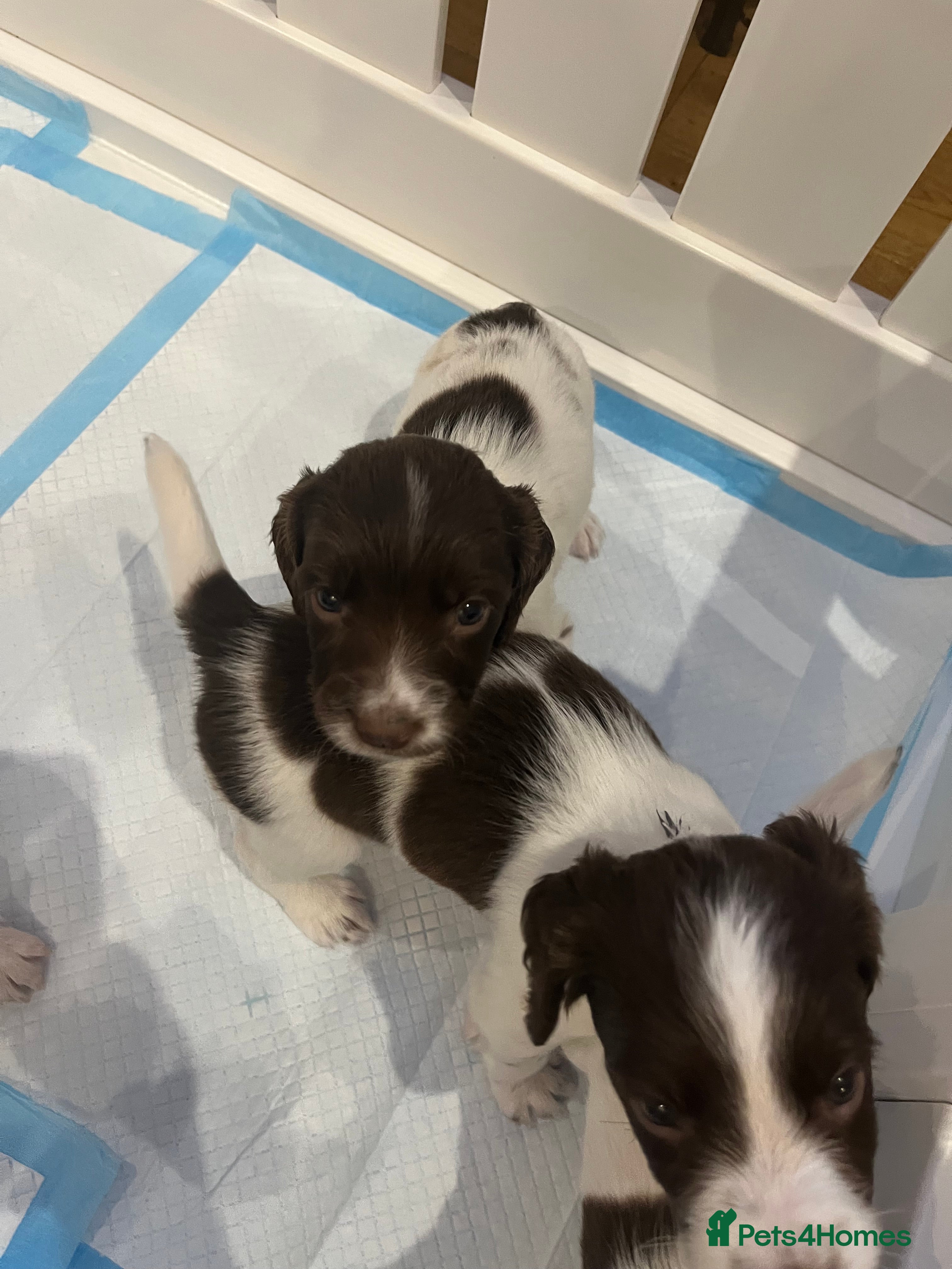 English Springer Spaniel dogs Exceptional English Springer Spaniel - Advert 2