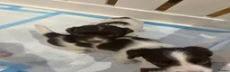 English Springer Spaniel dogs for sale: Exceptional English Springer Spaniel - Advert 6