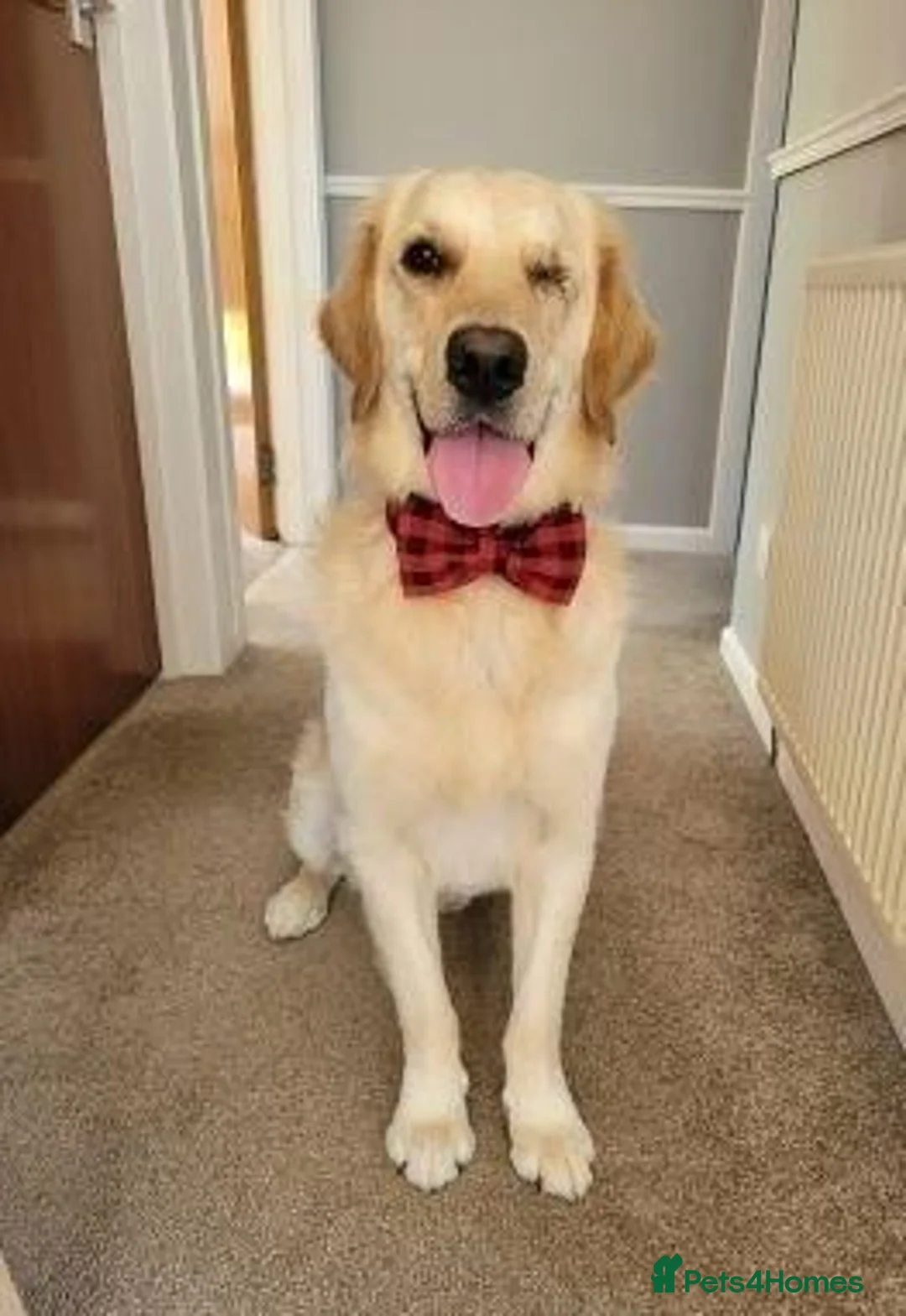Golden Retriever dogs for sale: stunning girl looking for a new and lovely home in Edinburgh - Advert 5