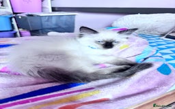 Ragdoll cats for sale: 🥰 Beautiful Radoll Kittens 😍 2 kitten left - Image 3