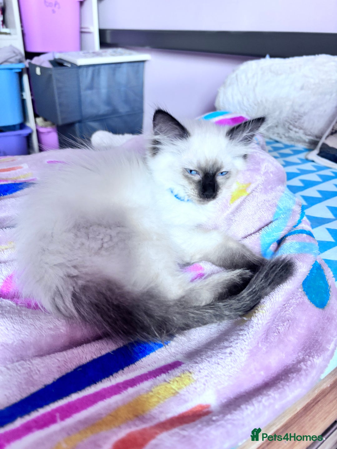 Ragdoll cats for sale: 🥰 Beautiful Radoll Kittens 😍 2 kitten left - Image 3