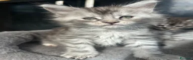 Maine Coon 3