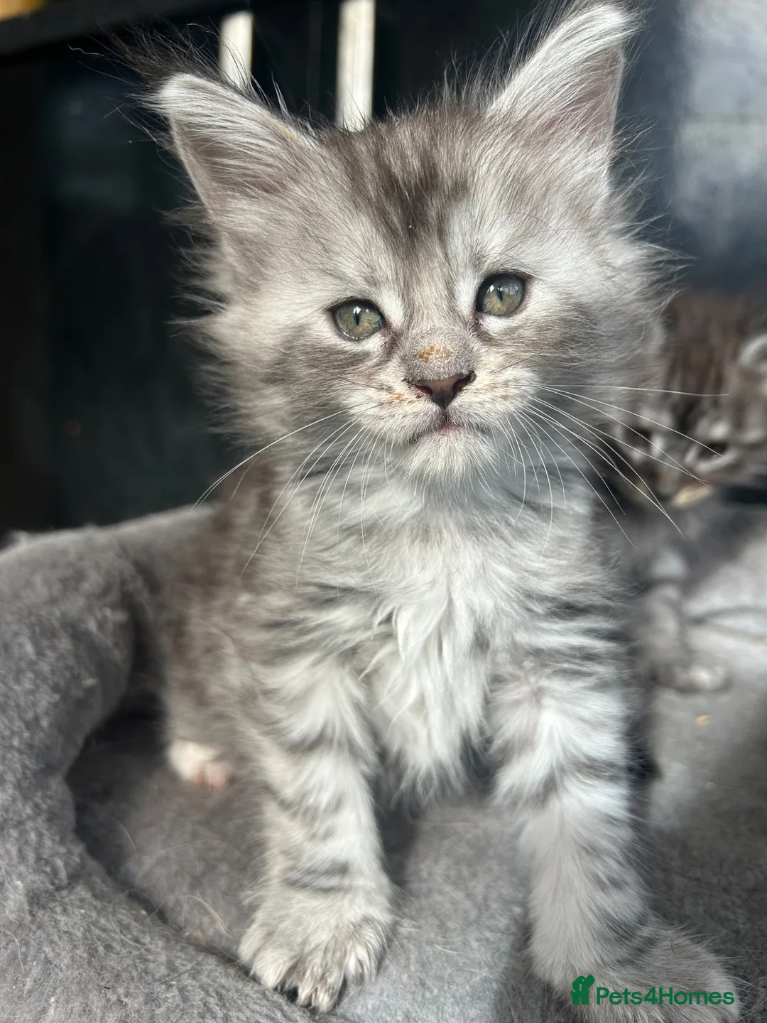 Maine Coon cats for sale: 4 Maine Coon Kittens left due to time wasters  - Advert 2