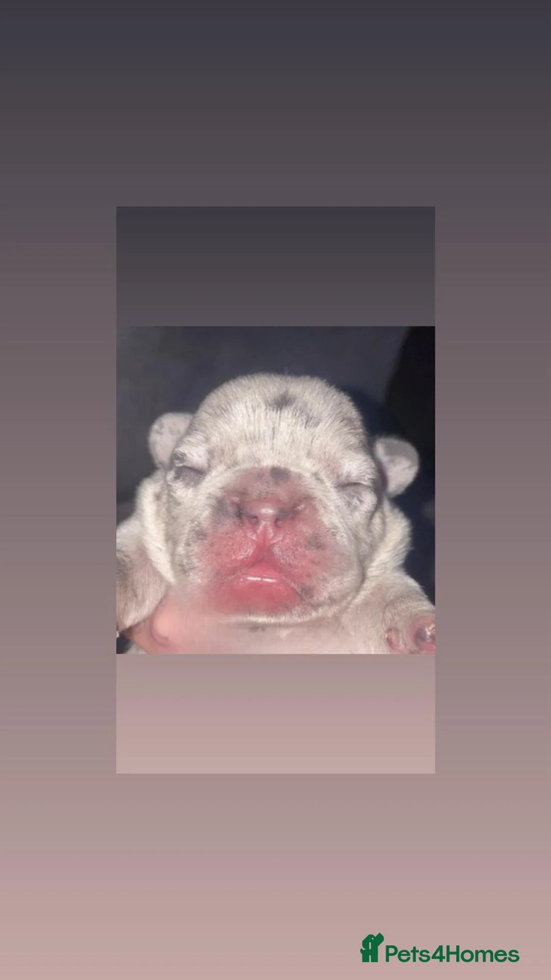 French Bulldog dogs for sale: 3 gorgeous french bulldog puppies - Advert 11