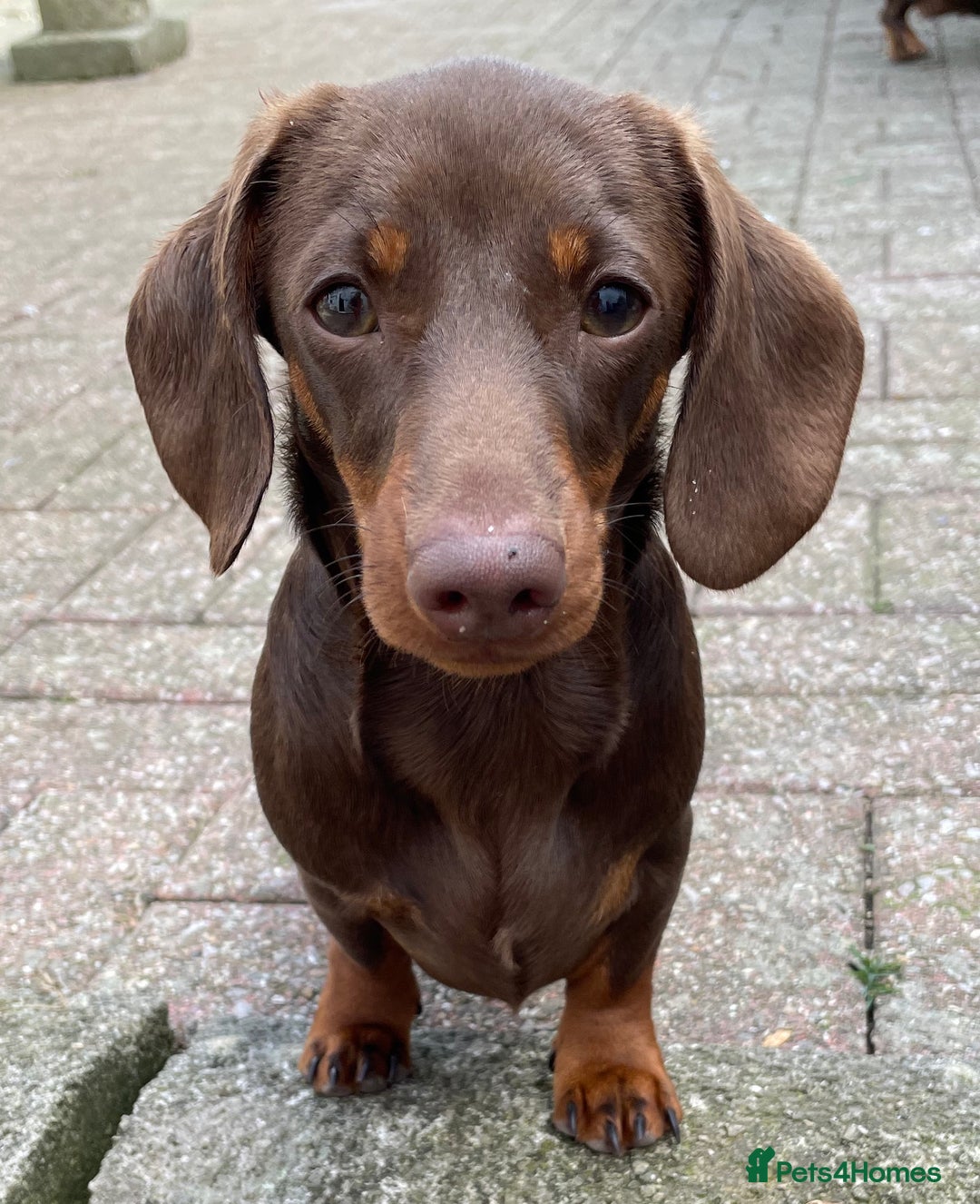 Miniature Dachshund dogs for stud: Mini Smooth Chocolate/Tan Dachshund (Stud Only) - Image 8