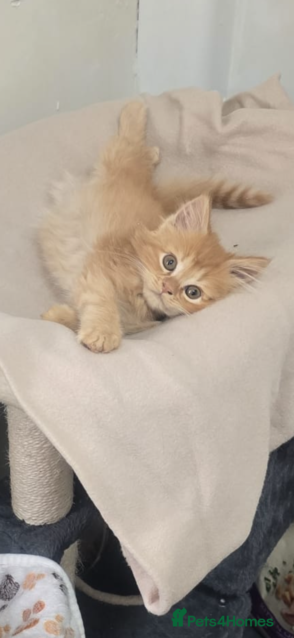 Mixed Breed cats Maine coon ragdoll  - Advert 1