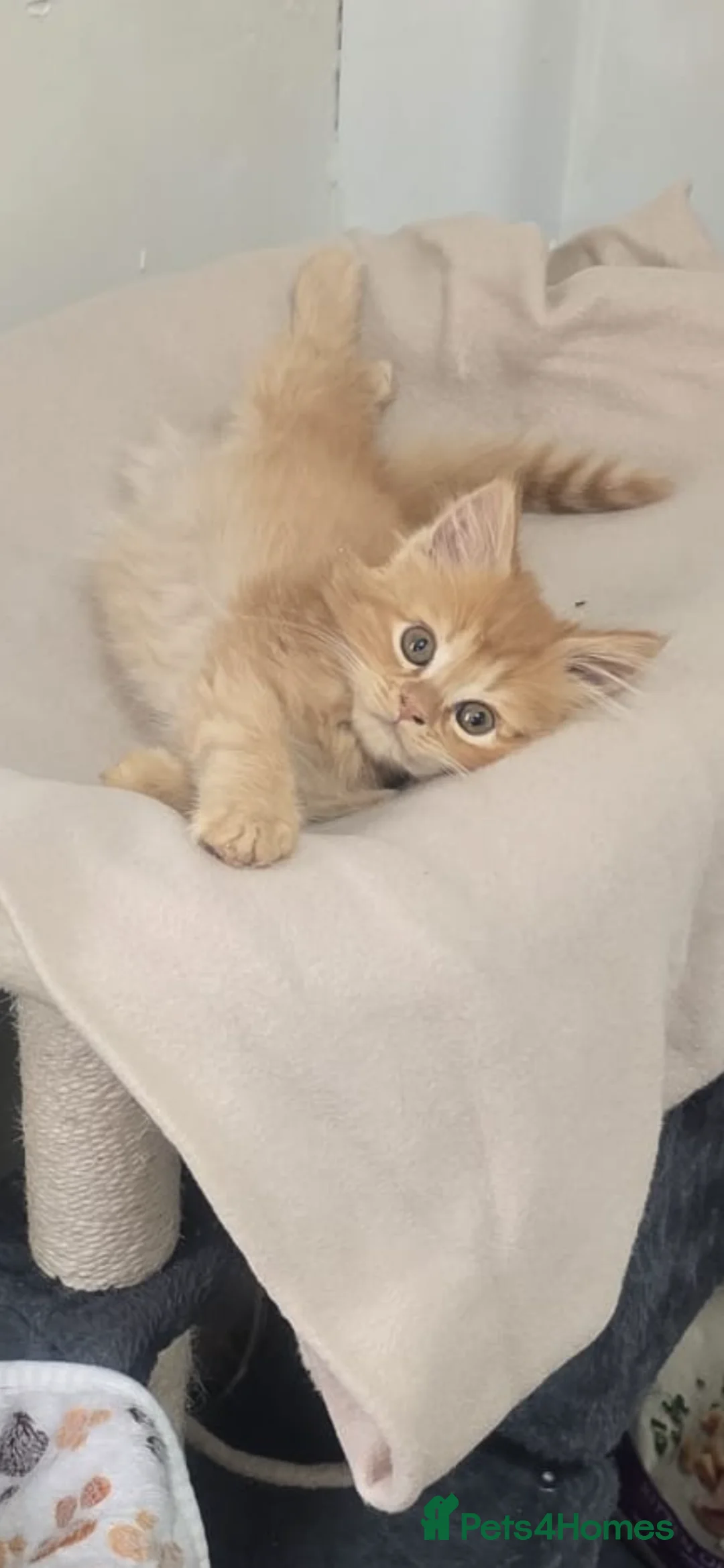 Mixed Breed cats for sale: Maine coon ragdoll  - Advert 1
