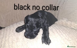 Miniature Schnauzer dogs for sale: 5 female miniature schnauzers - Image 7