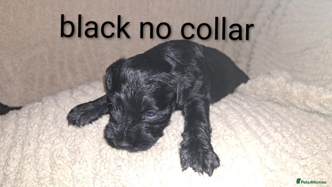 Miniature Schnauzer dogs for sale: 5 female miniature schnauzers - Image 7
