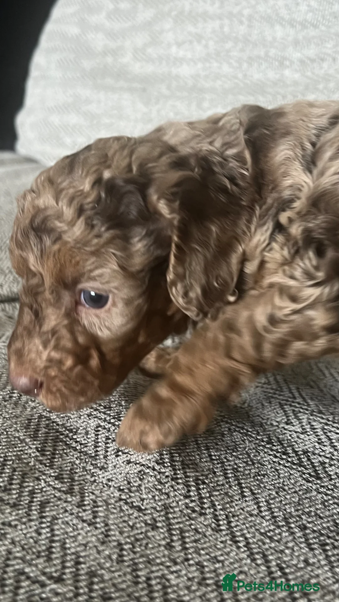 Cockapoo dogs for sale: Beautiful Minature F2B Cockapoos - Advert 30