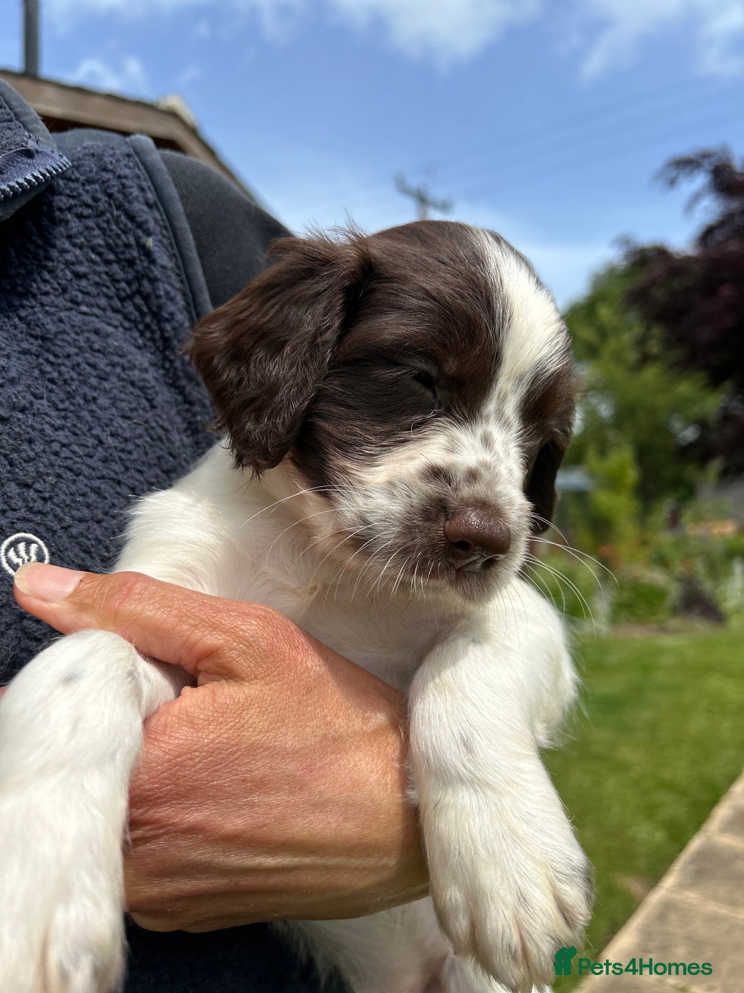 English Springer Spaniel dogs for sale: Working English springer spaniels in Tiverton - Image 5