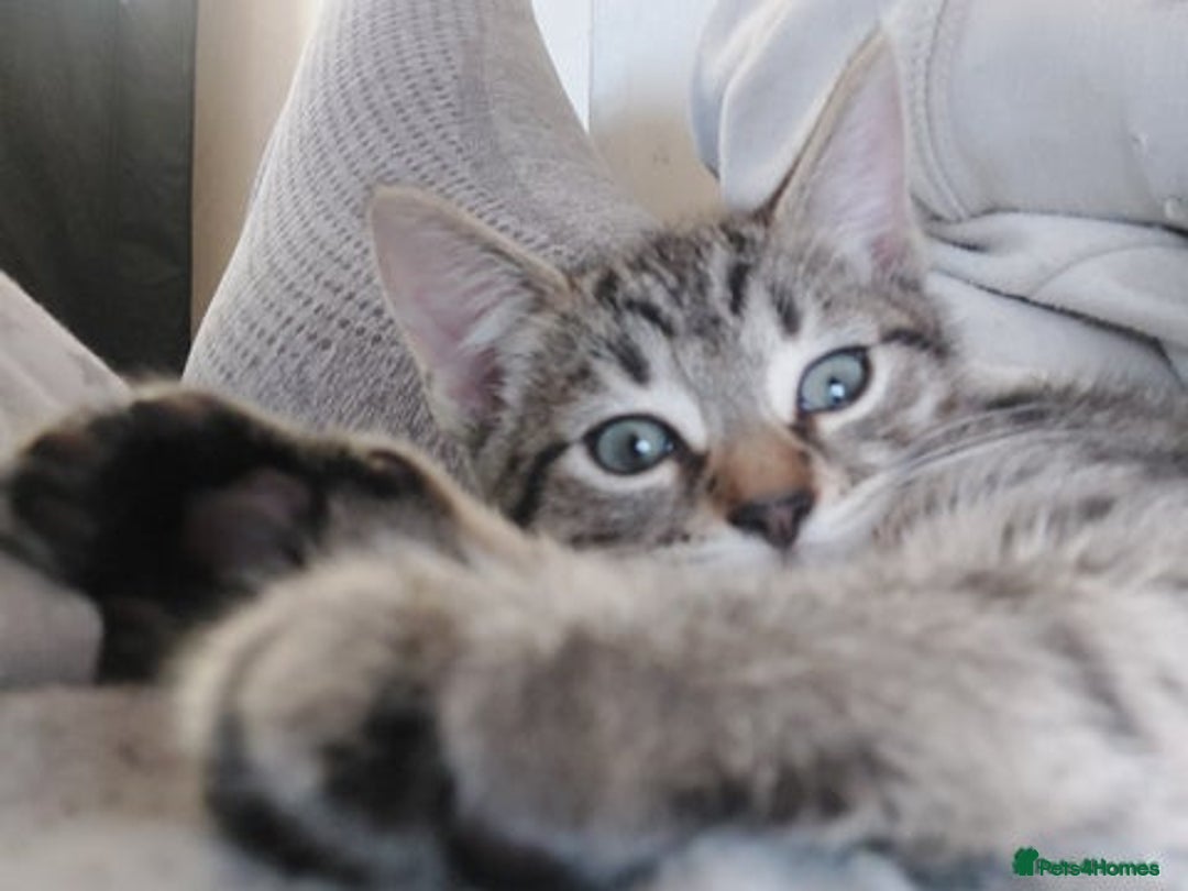 Mixed Breed cats for sale: Boy kitten playful and available now  - Advert 2