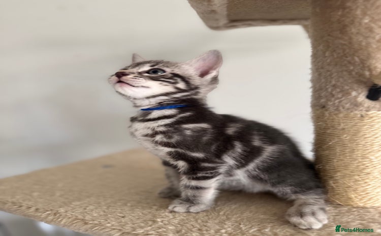 Bengal cats - Advert 5