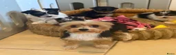 Yorkshire Terrier dogs for sale: Miniature Yorkshire Terrier Puppies (RARE BIEWER) - Advert 2
