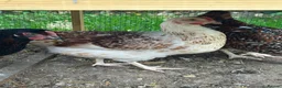 Chickens poultry for sale: Hybrid Hens - Advert 2
