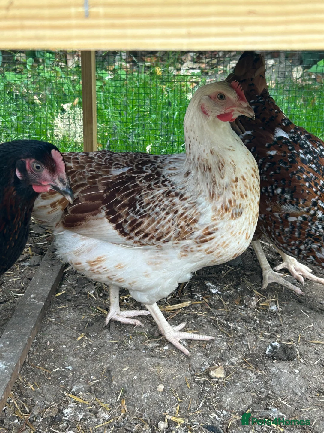 Chickens poultry for sale: Hybrid Hens - Advert 2