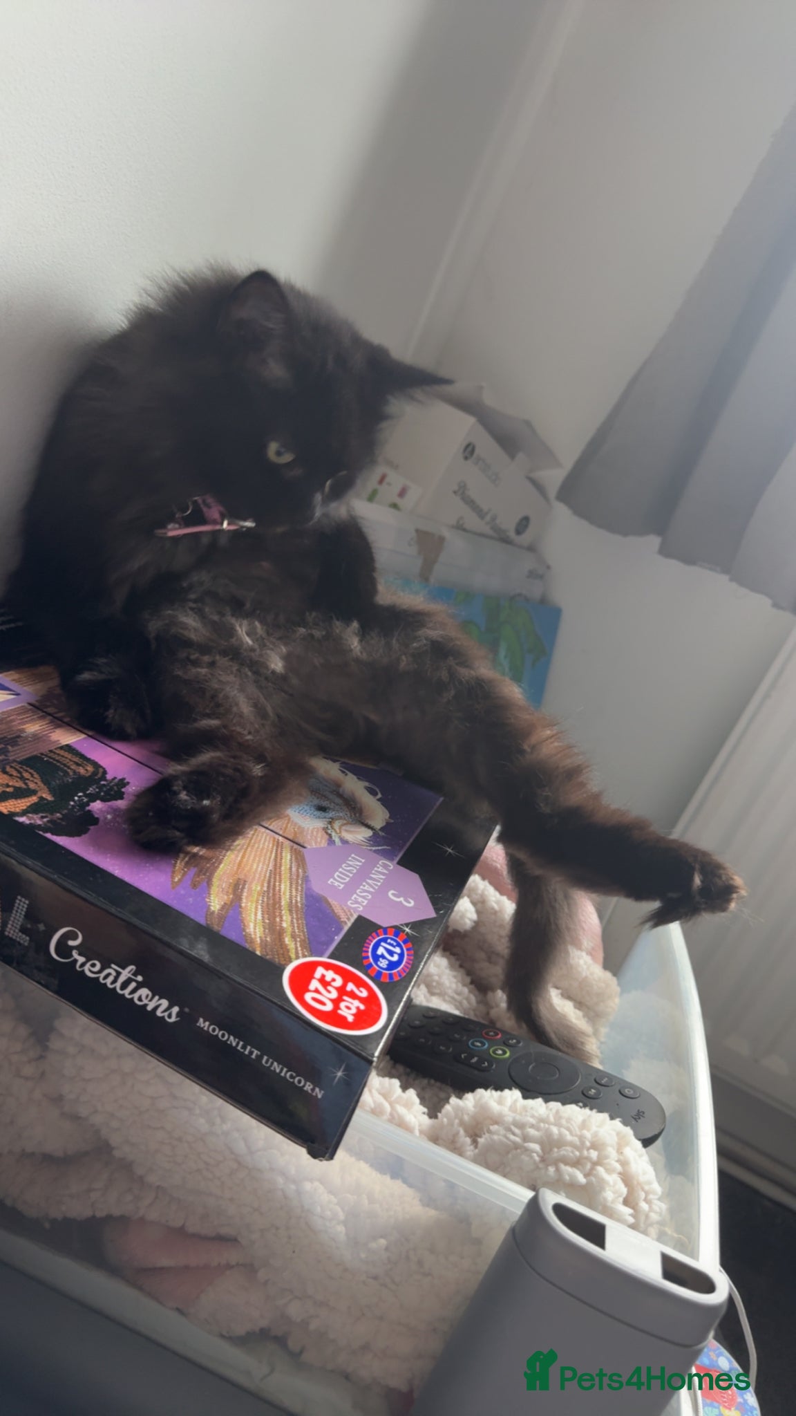 Mixed Breed cats Beloved family cat  - Advert 4