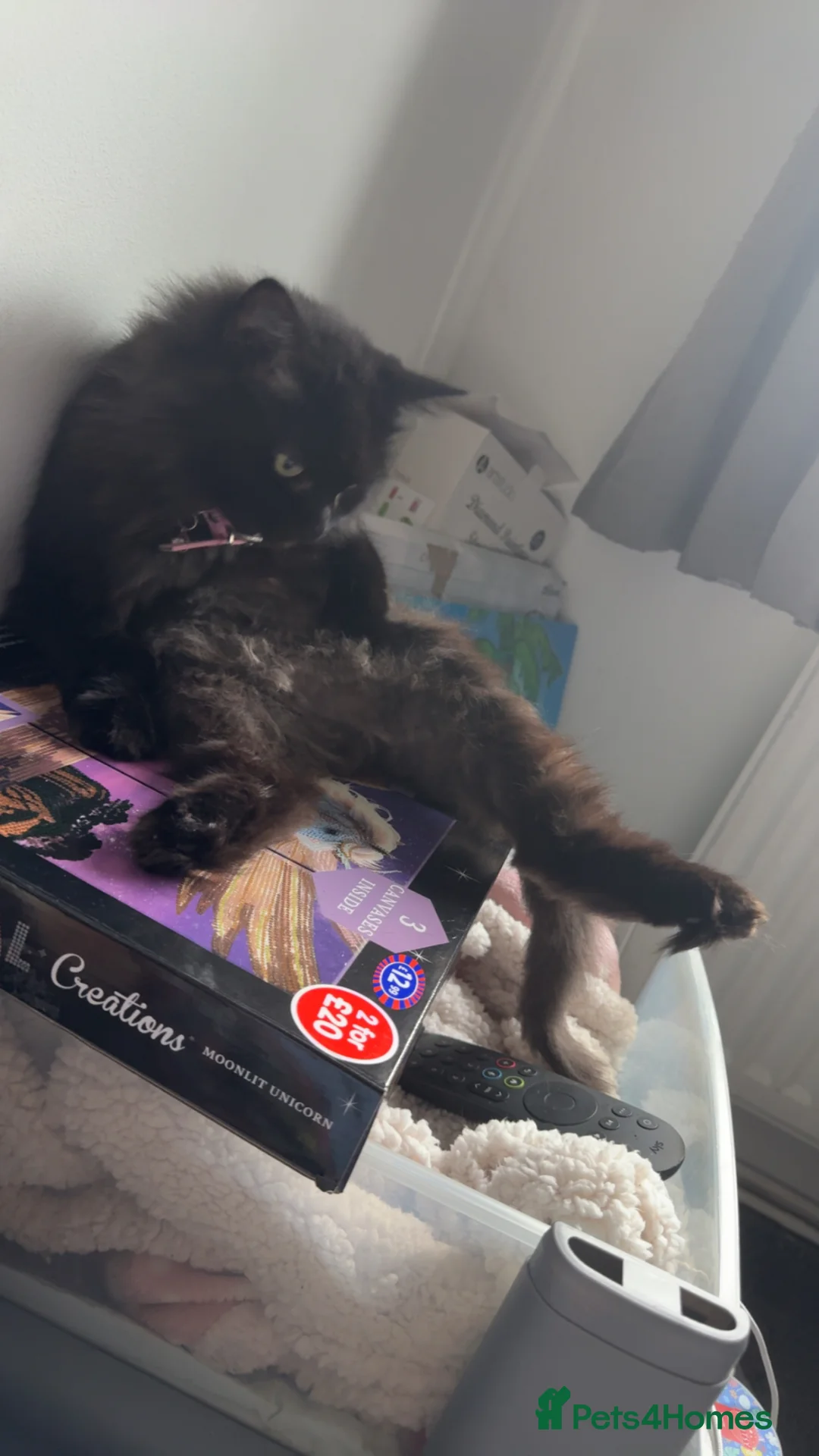 Mixed Breed cats for sale: Beloved family cat  - Advert 1