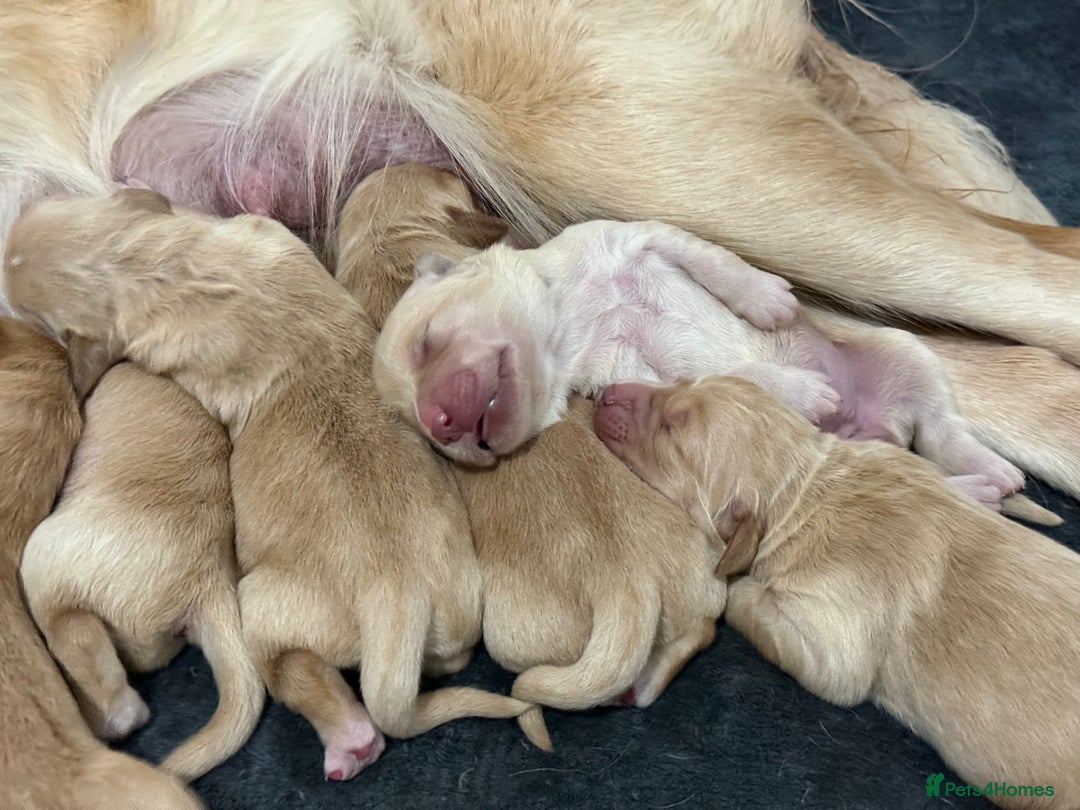 Golden Retriever dogs for sale: KC Golden Retriever Puppies - The Stranger Gang  - Advert 20