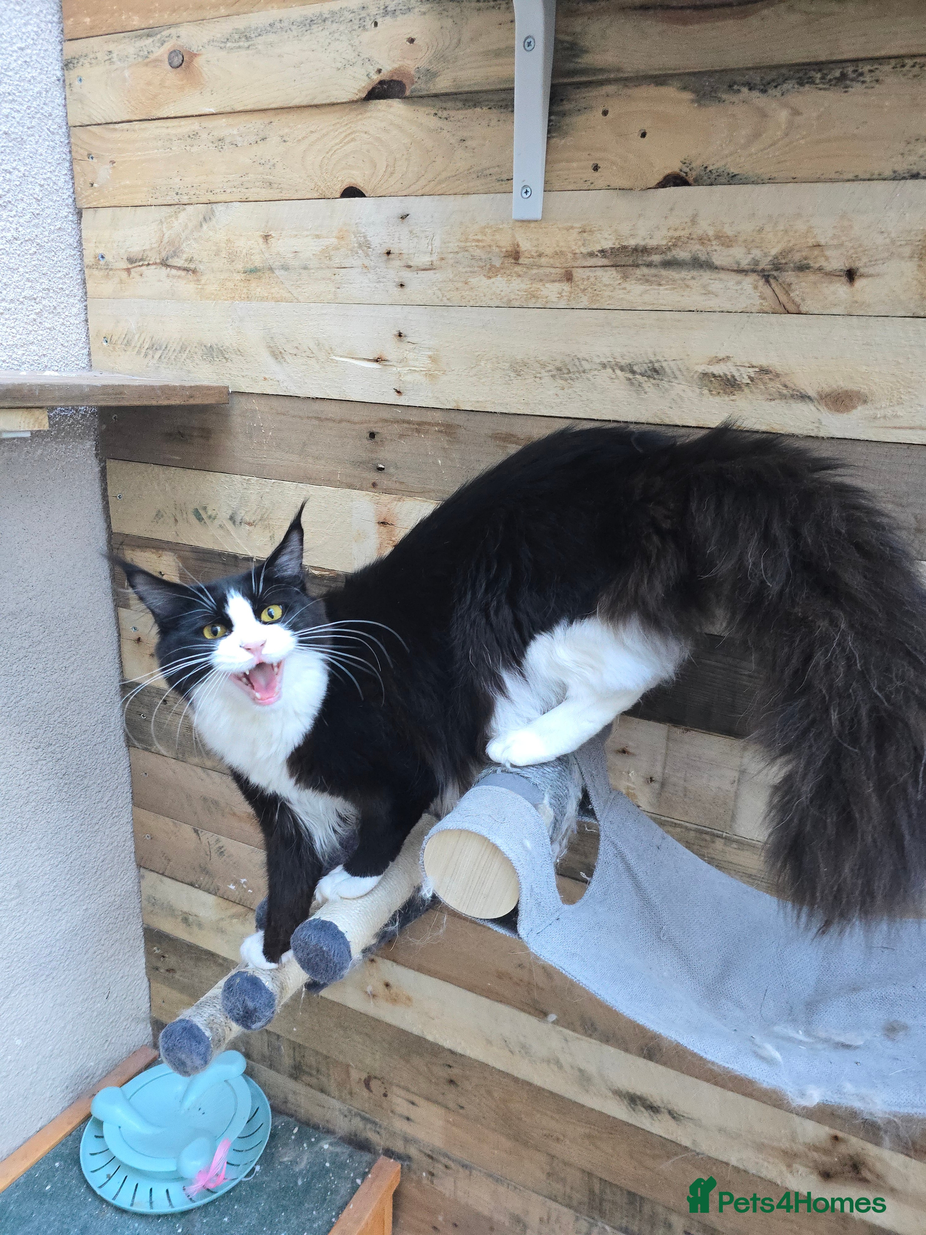 Maine Coon cats Stunning Active Adult Female Black Bicolor - Advert 10