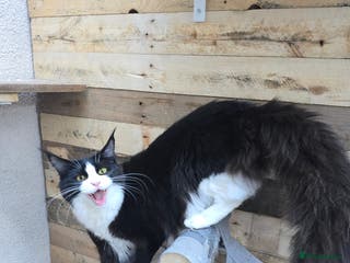 Maine Coon cats Stunning Active Adult Female Black Bicolor - Advert 10