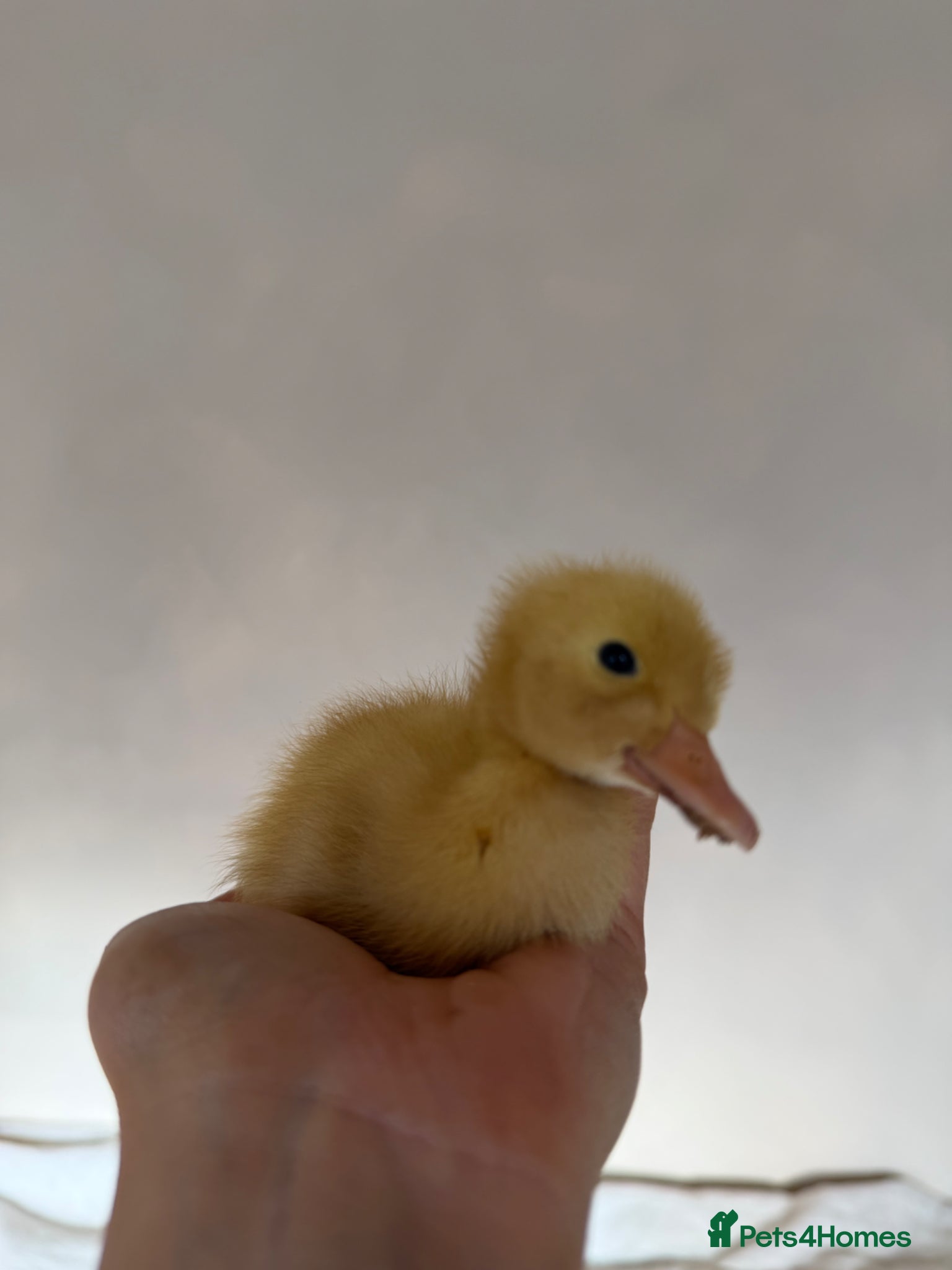 Ducks poultry Day old runner ducklings  - Advert 6