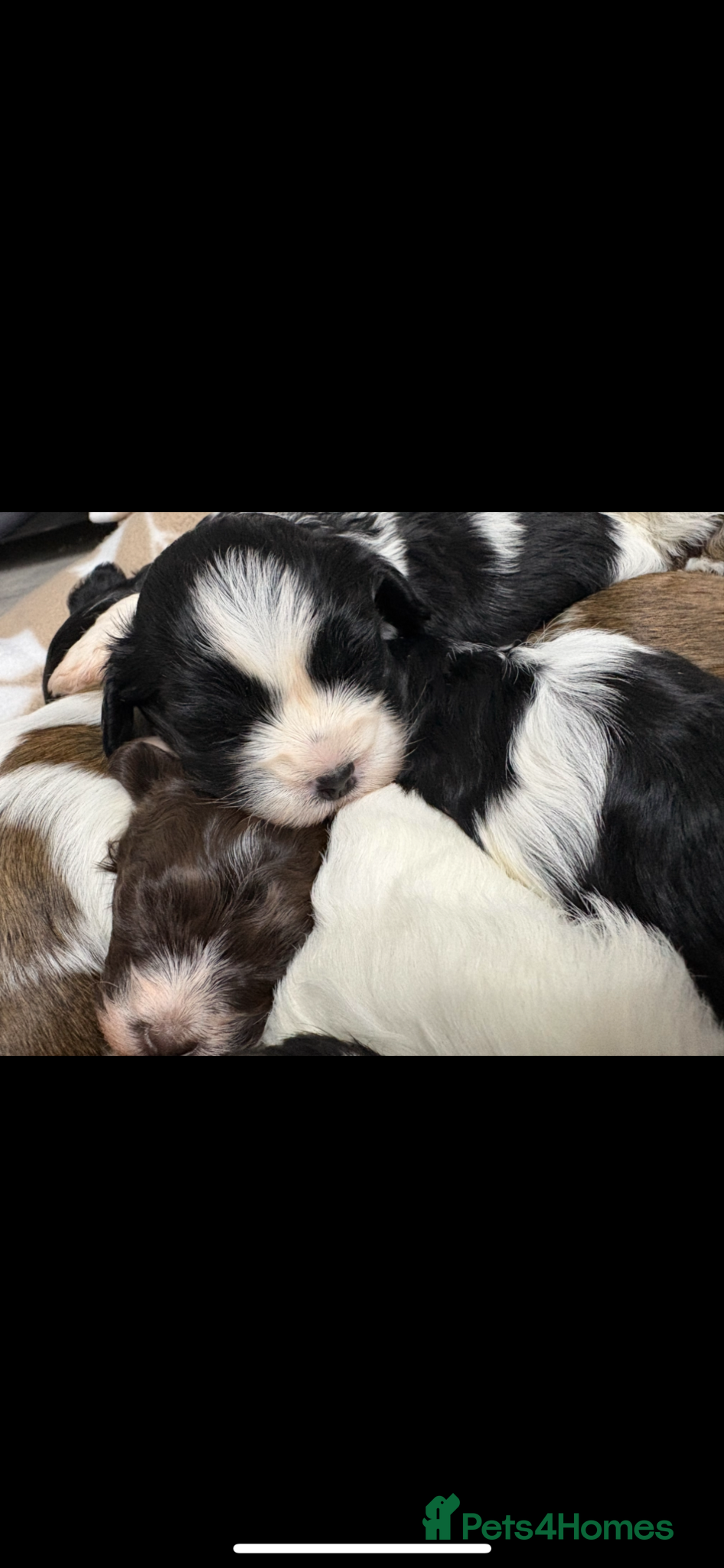 Havanese dogs Beautiful KC Registered Havanese Puppies - Advert 1