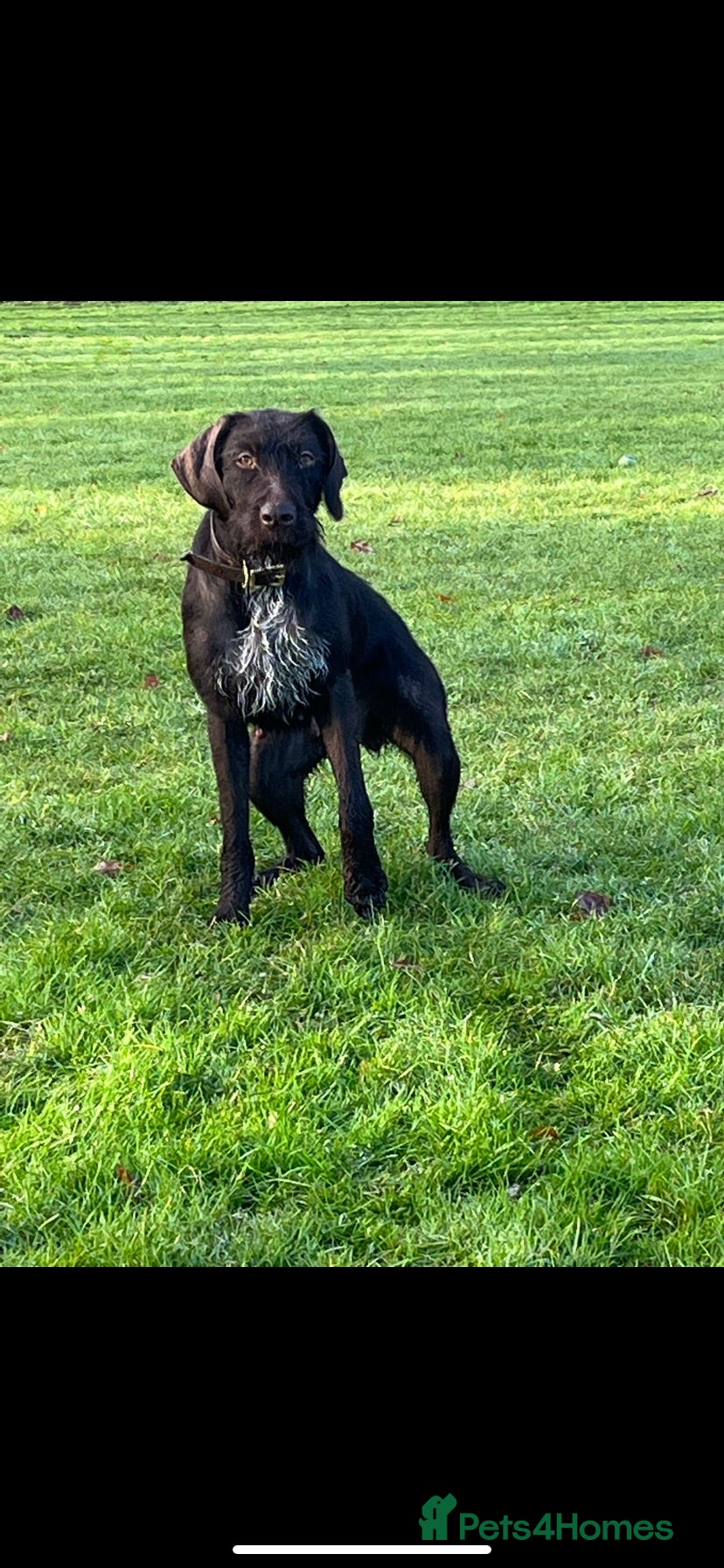Mixed Breed dogs German wired pointer cross Deerhound - Advert 2