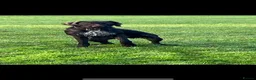 Mixed Breed dogs for sale: German wired pointer cross Deerhound in Houghton le Spring - Advert 2