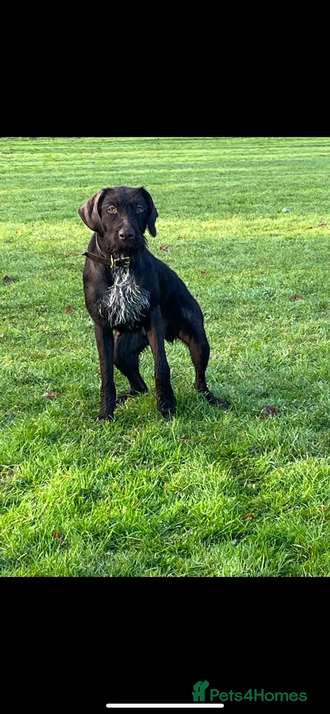 Mixed Breed dogs for sale: German wired pointer cross Deerhound in Houghton le Spring - Advert 2