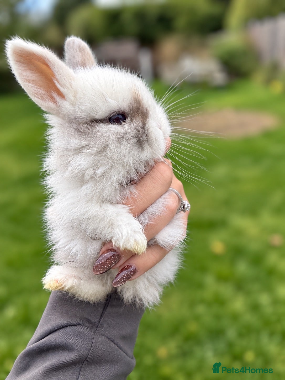 Mini Lop rabbits Mini Lop bunnies - Advert 14