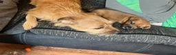 Jack Russell dogs for sale: Docked Jack Russle pups ready to leave now  - Advert 5