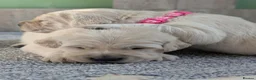Golden Retriever dogs for sale: Bella’s Golden Gems - Advert 9