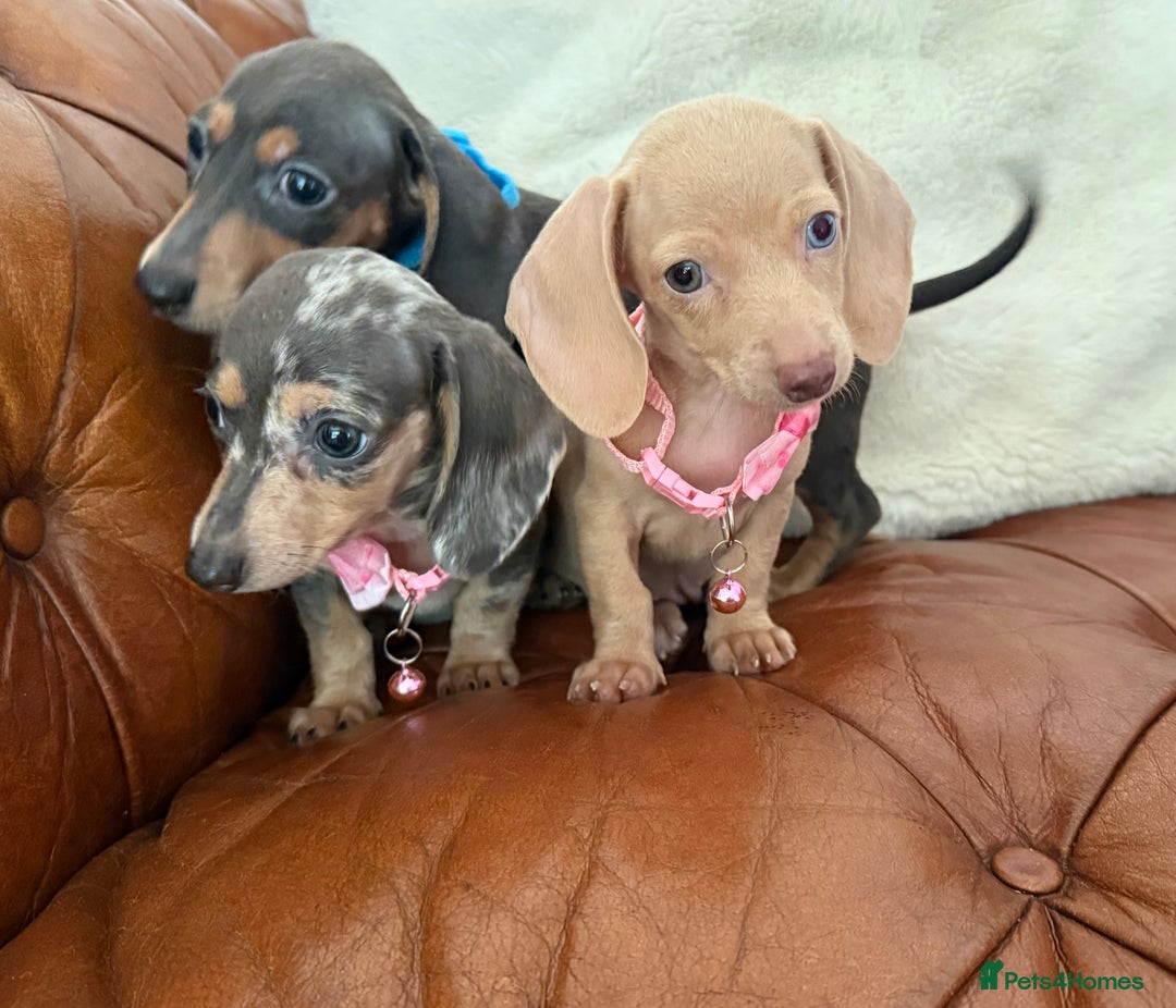 Miniature Dachshund dogs for sale: Beautiful Mini Dachshund Pups 🐶 5 Star ⭐ Breeder - Image 7