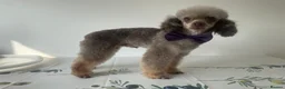 Toy Poodle dogs for stud: TINY CHOCOLATE PHANTOM BOY  - Advert 5
