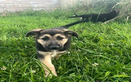 German Shepherd dogs for sale: 2 German Shepherd Bitches Ready Now - Image 25