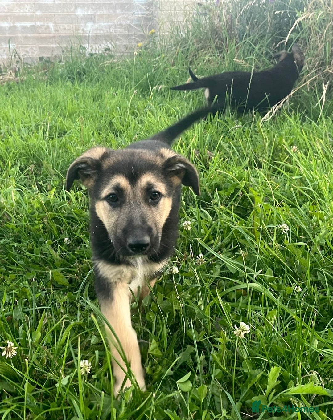 German Shepherd dogs for sale: 2 German Shepherd Bitches Ready Now - Image 25