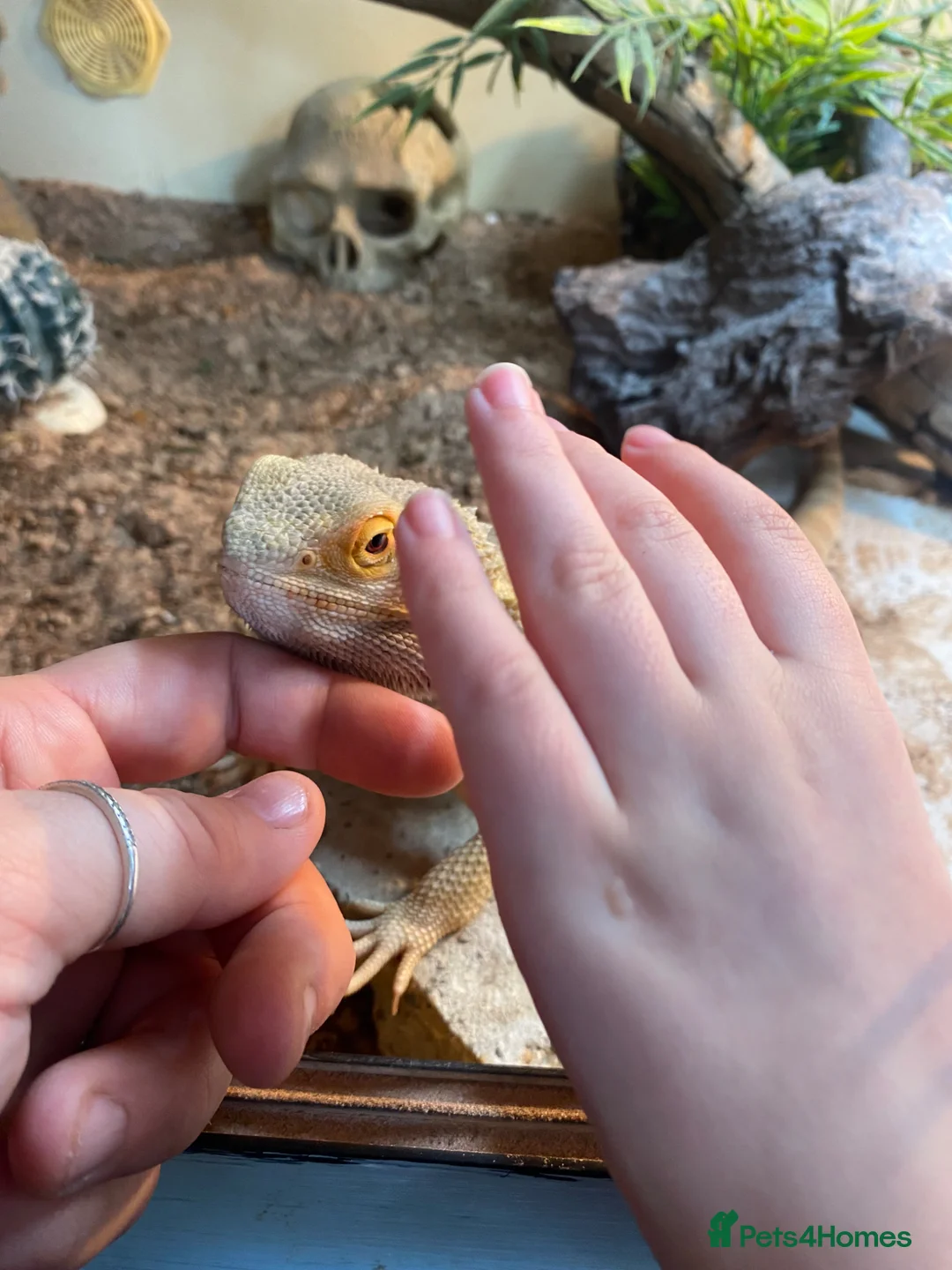 Bearded Dragon reptiles for sale: Breaded dragon  - Advert 3
