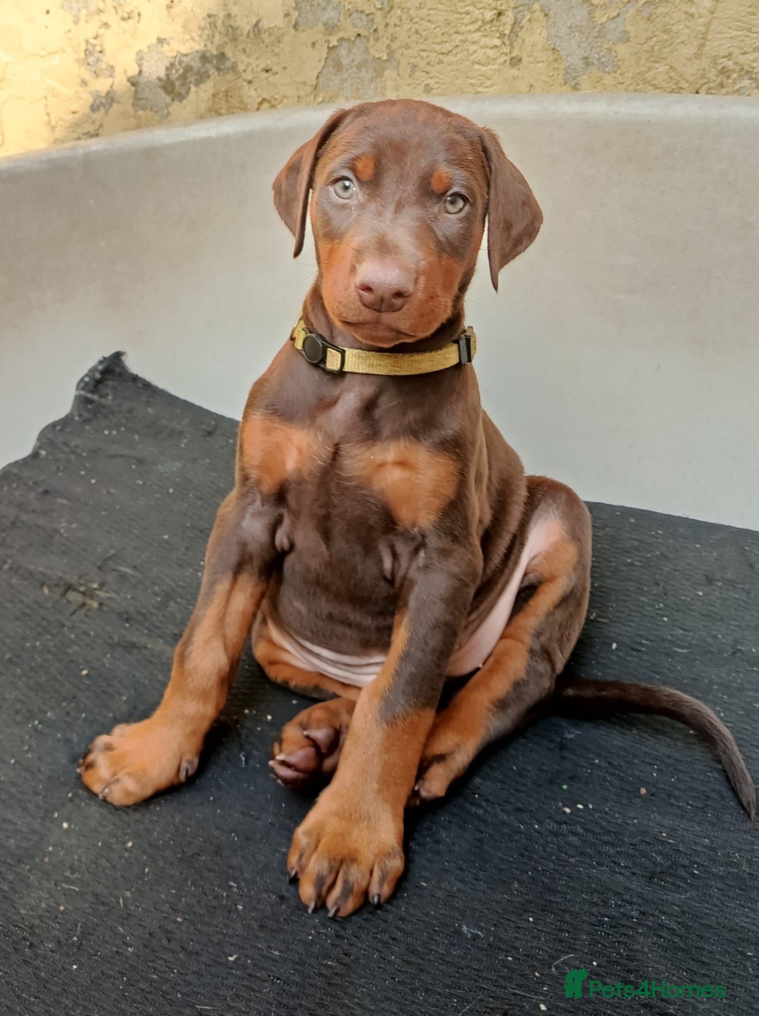 Dobermann dogs Dobermann puppies - Advert 1
