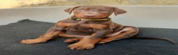 Dobermann dogs for sale: Dobermann puppies - Advert 5