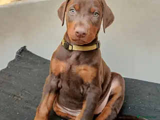 Dobermann dogs Dobermann puppies - Advert 1