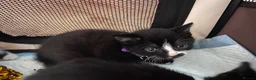 British Shorthair cats for sale: 3x Tuxedo Kittens for Adoption - Advert 6