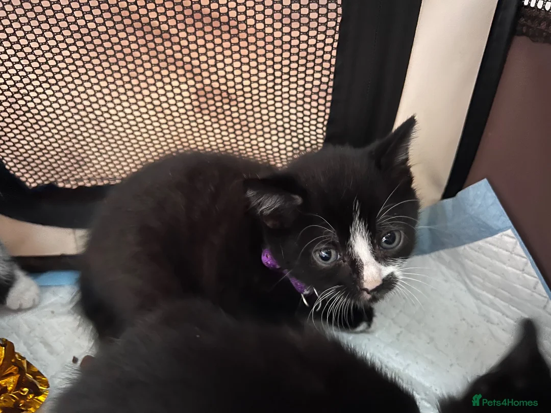 British Shorthair cats for sale: 3x Tuxedo Kittens for Adoption - Advert 6