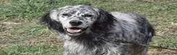 English Setter dogs for adoption: Jim   in Warrington - Advert 6