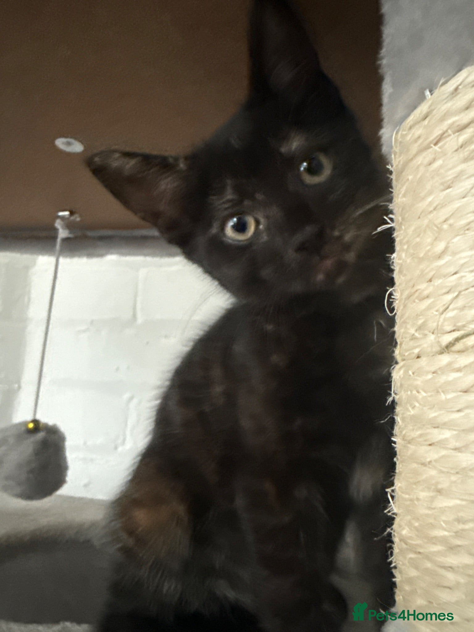 Mixed Breed cats Two toritishell kittens 9weeks - Advert 6
